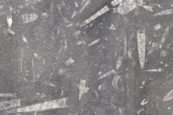 NERO FOSSILE